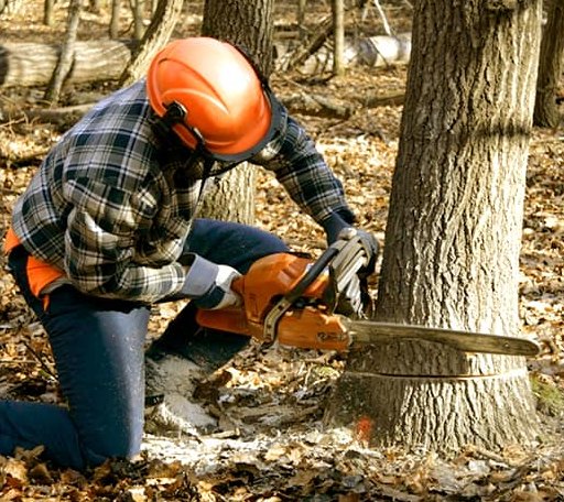Tree Removal in Waterfall, PA